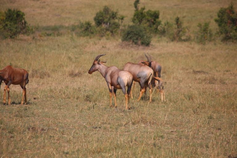 Kenia-Reisebericht-Nadine-Hiden-Have-big-dreams-Reisetipps20