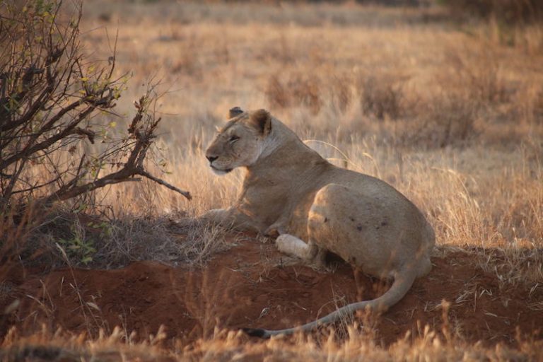 Kenia-Reisebericht-Nadine-Hiden-Have-big-dreams-Reisetipps31