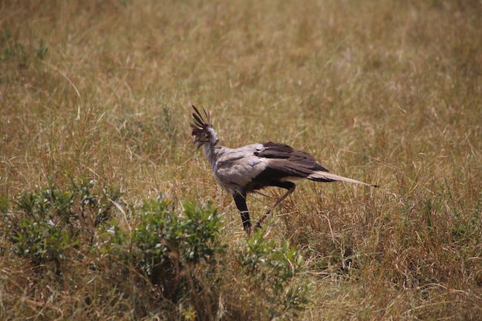 Kenia-Reisebericht-Nadine-Hiden-Have-big-dreams-Reisetipps40
