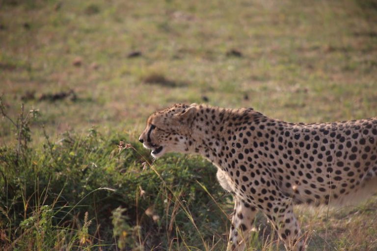 Kenia-Reisebericht-Nadine-Hiden-Have-big-dreams-Reisetipps42