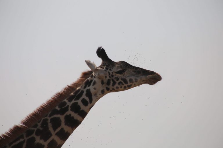 Kenia-Reisebericht-Nadine-Hiden-Have-big-dreams-Reisetipps47
