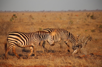 Kenia-Reisebericht-Nadine-Hiden-Have-big-dreams-Reisetipps49
