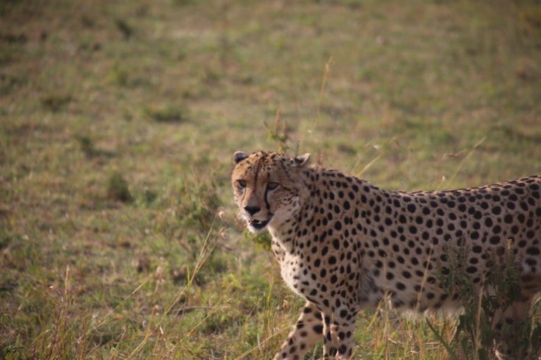 Kenia-Reisebericht-Nadine-Hiden-Have-big-dreams-Reisetipps62