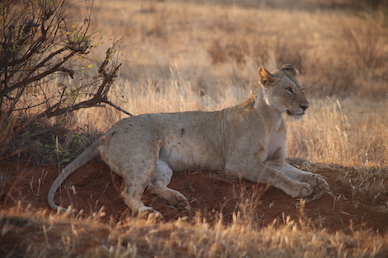Kenia-Reisebericht-Nadine-Hiden-Have-big-dreams-Reisetipps68