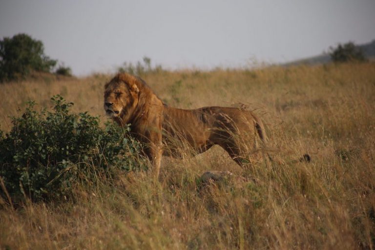 Kenia-Reisebericht-Nadine-Hiden-Have-big-dreams-Reisetipps74