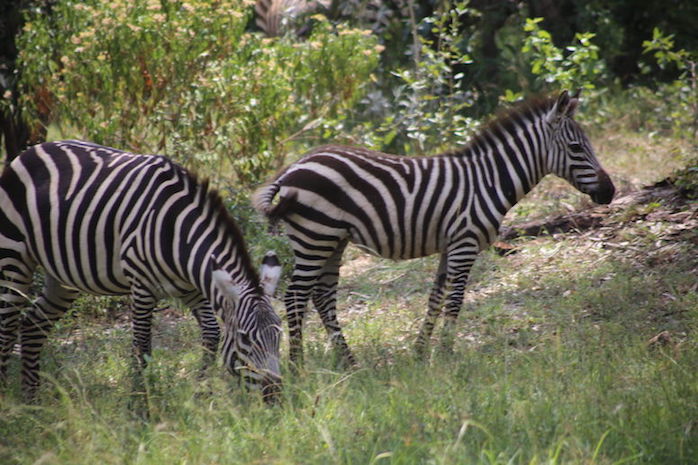 Kenia-Reisebericht-Nadine-Hiden-Have-big-dreams-Reisetipps8