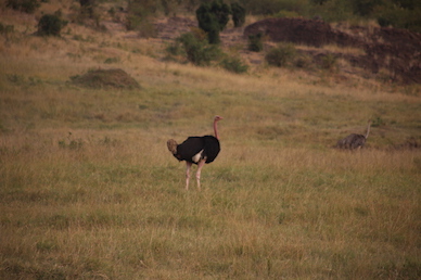 Kenia-Reisebericht-Nadine-Hiden-Have-big-dreams-Reisetipps91